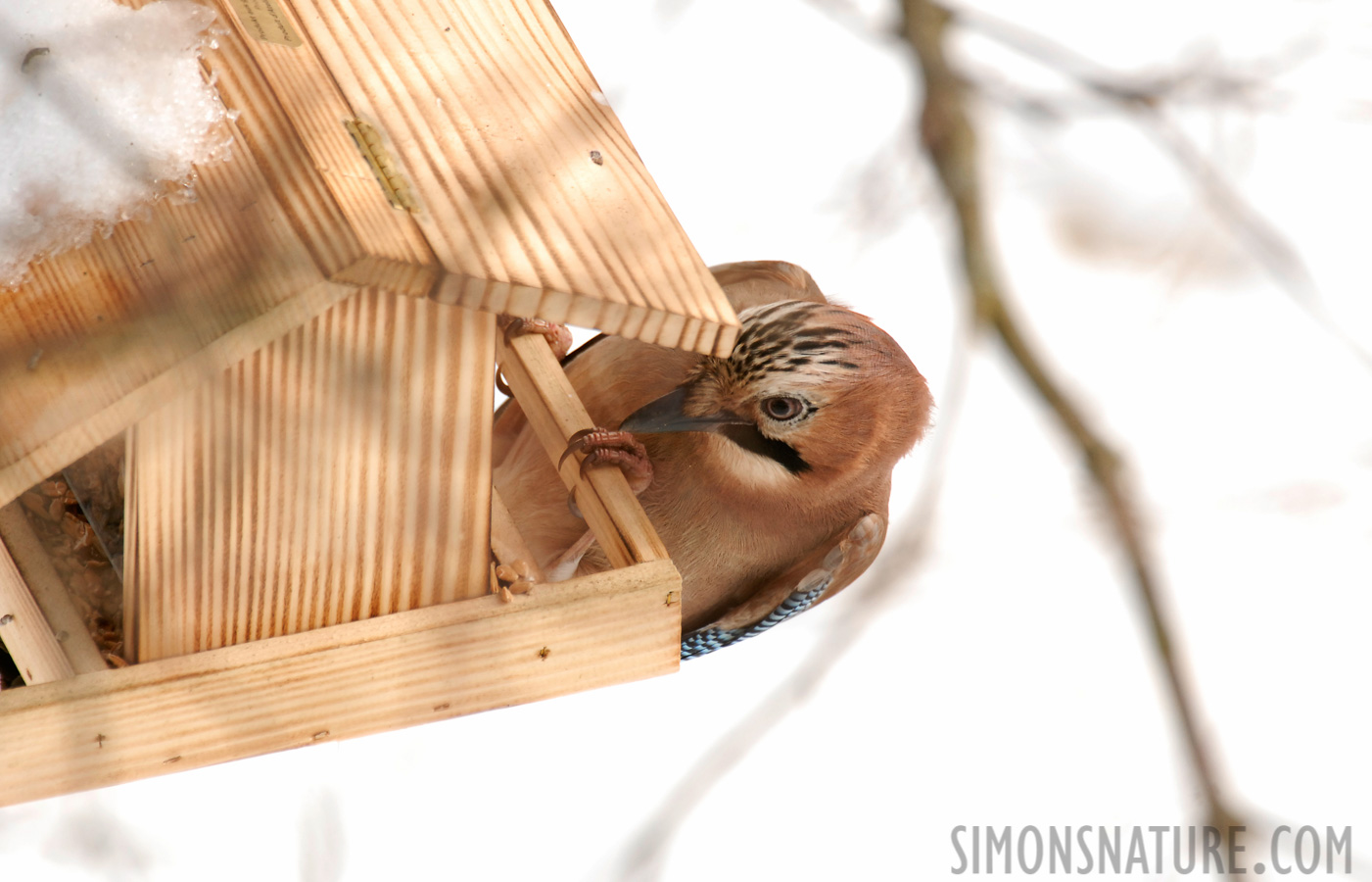 Garrulus glandarius glandarius [500 mm, 1/250 sec at f / 6.3, ISO 400]