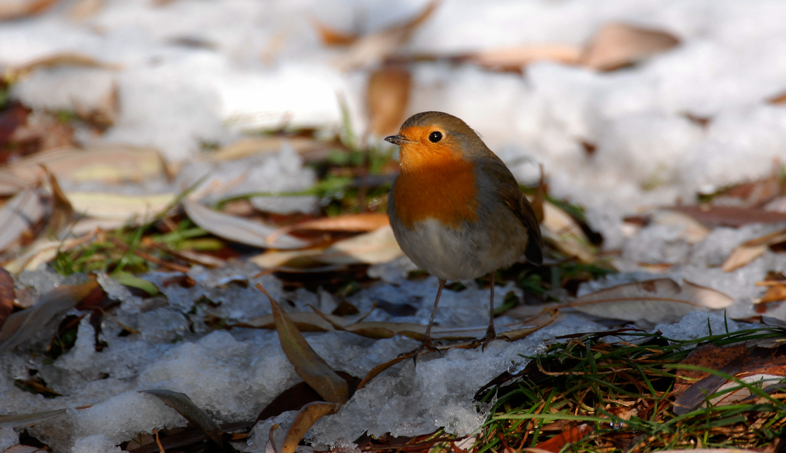 Erithacus rubecula rubecula [550 mm, 1/400 Sek. bei f / 6.3, ISO 400]