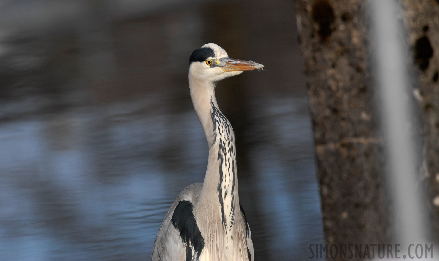 Ardea cinerea cinerea [550 mm, 1/1250 Sek. bei f / 6.3, ISO 400]