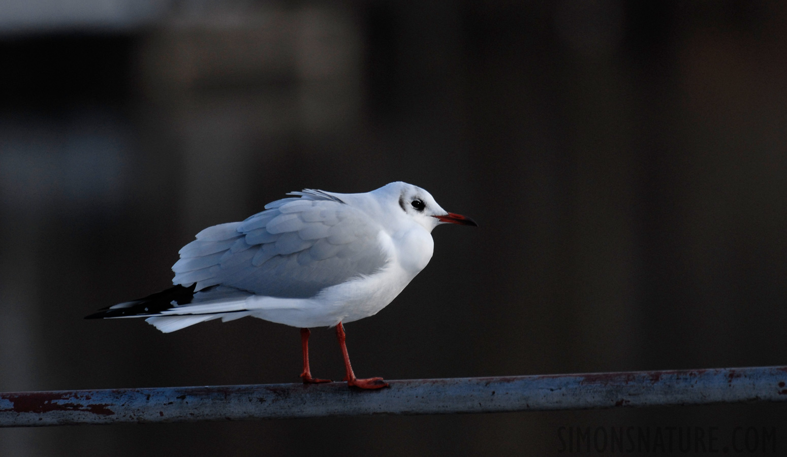 Chroicocephalus ridibundus [500 mm, 1/800 Sek. bei f / 6.3, ISO 400]