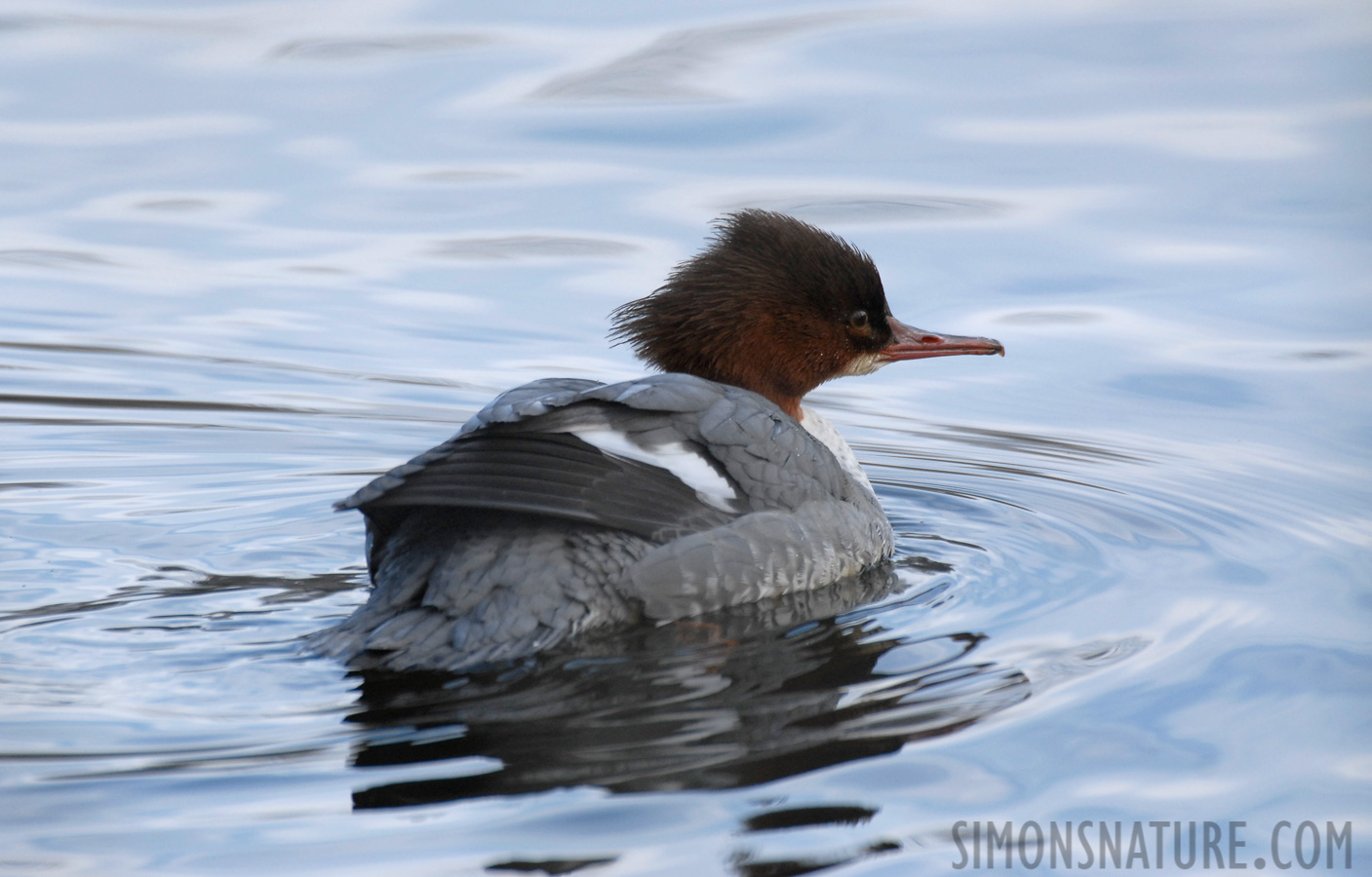 Mergus merganser merganser [550 mm, 1/350 sec at f / 6.3, ISO 400]