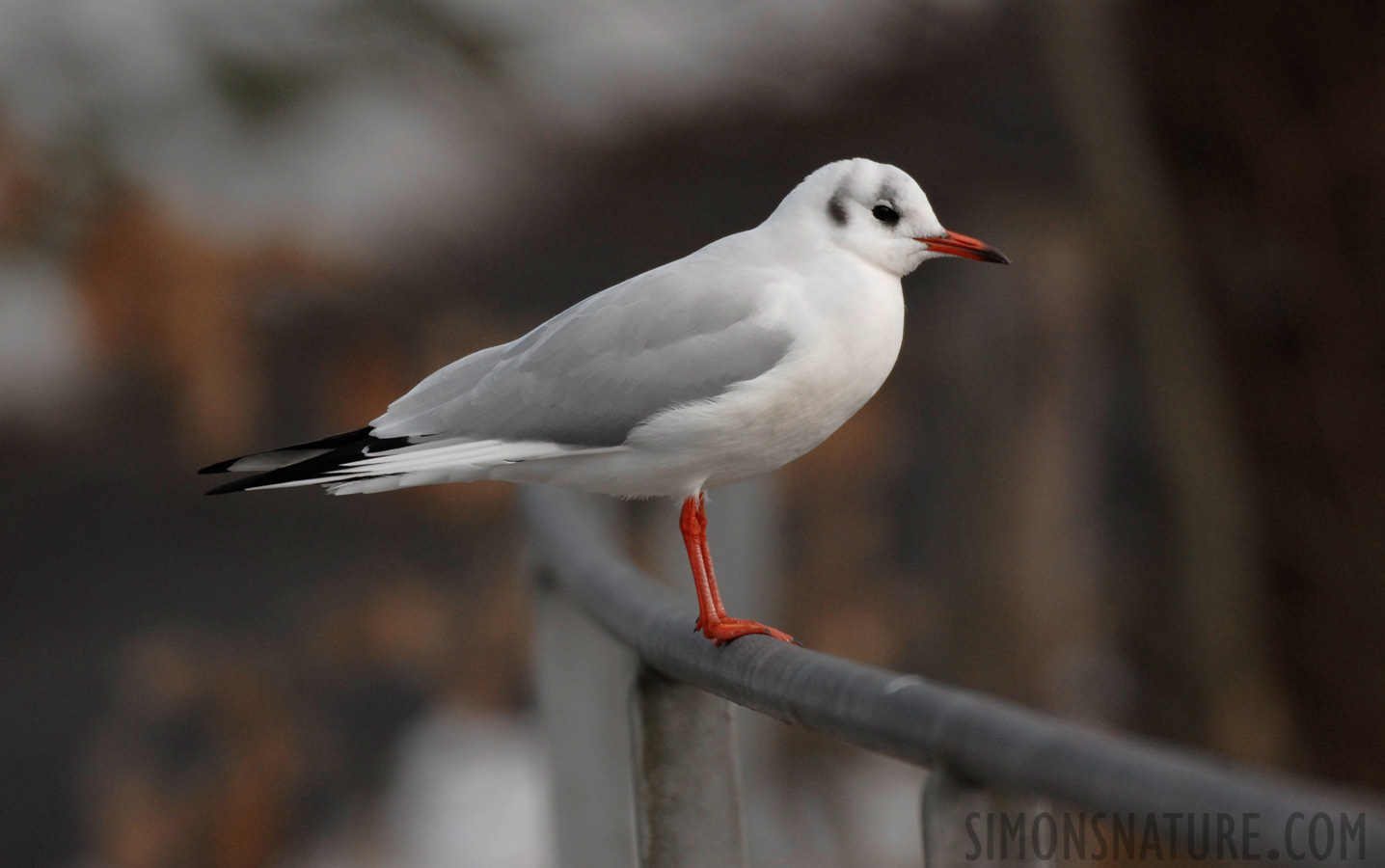 Chroicocephalus ridibundus [550 mm, 1/800 Sek. bei f / 6.3, ISO 400]