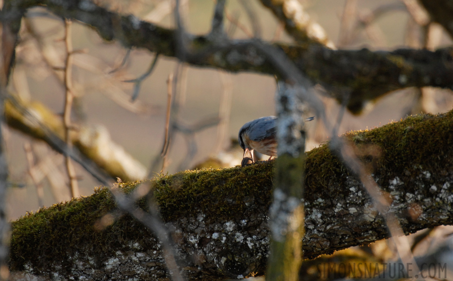 Sitta europaea caesia [550 mm, 1/160 sec at f / 6.3, ISO 400]