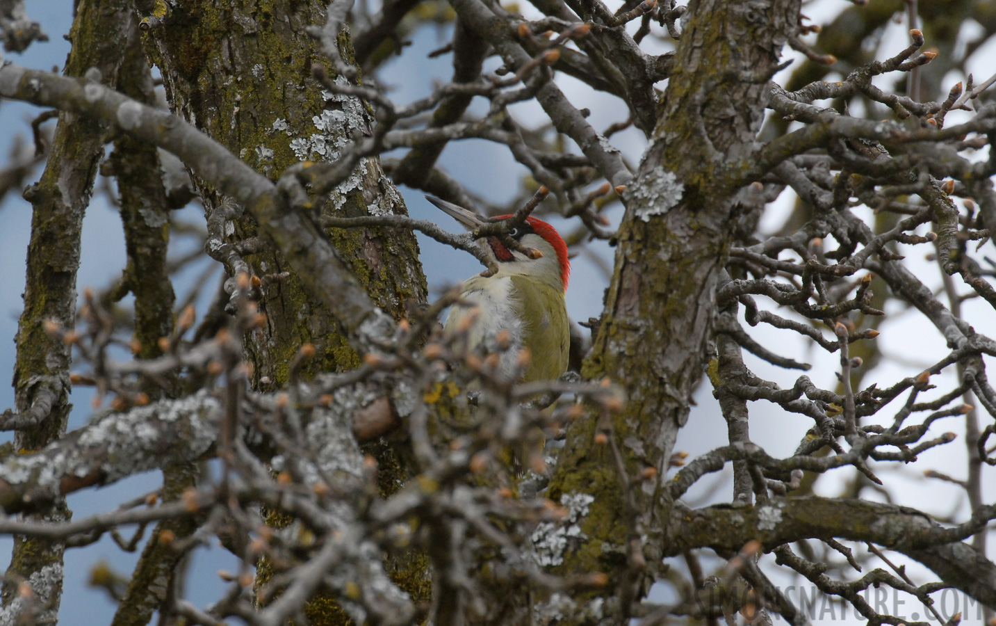 Picus viridis viridis [550 mm, 1/250 Sek. bei f / 9.0, ISO 400]