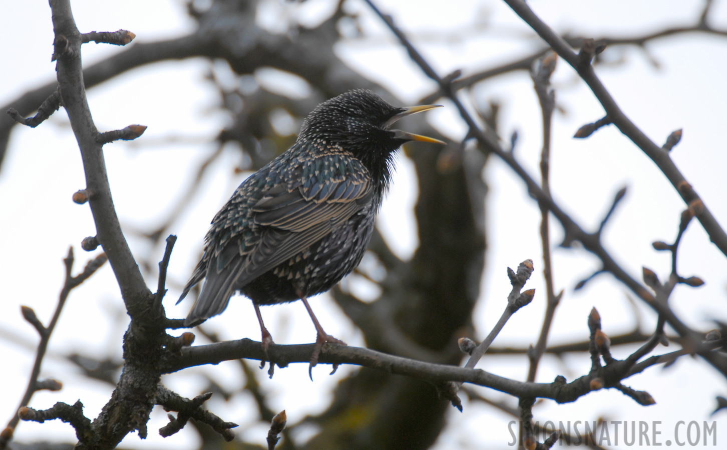 Sturnus vulgaris vulgaris [550 mm, 1/200 Sek. bei f / 5.6, ISO 250]