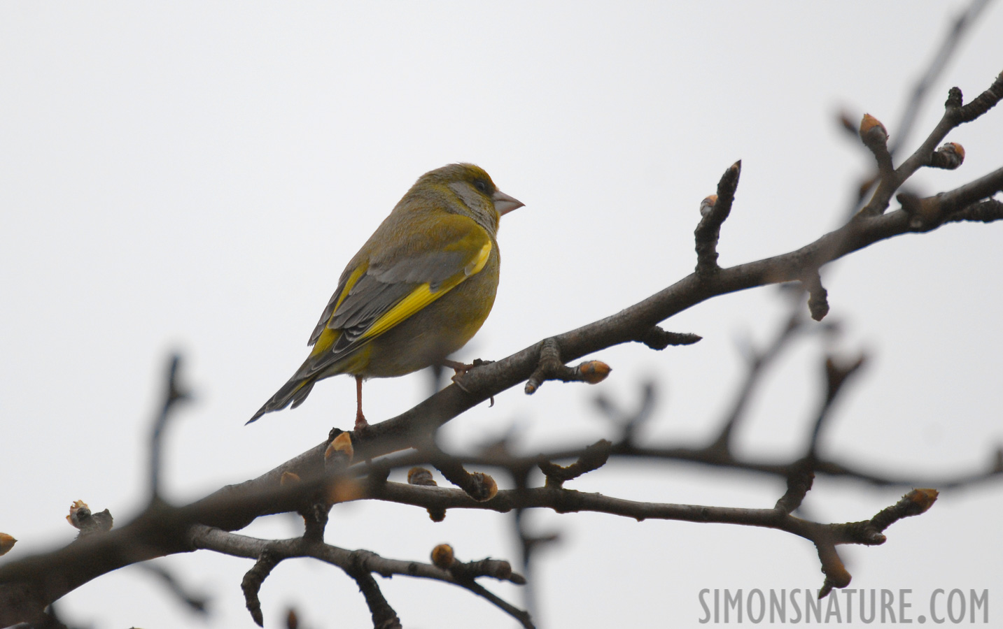 Chloris chloris chloris [550 mm, 1/320 sec at f / 5.6, ISO 320]