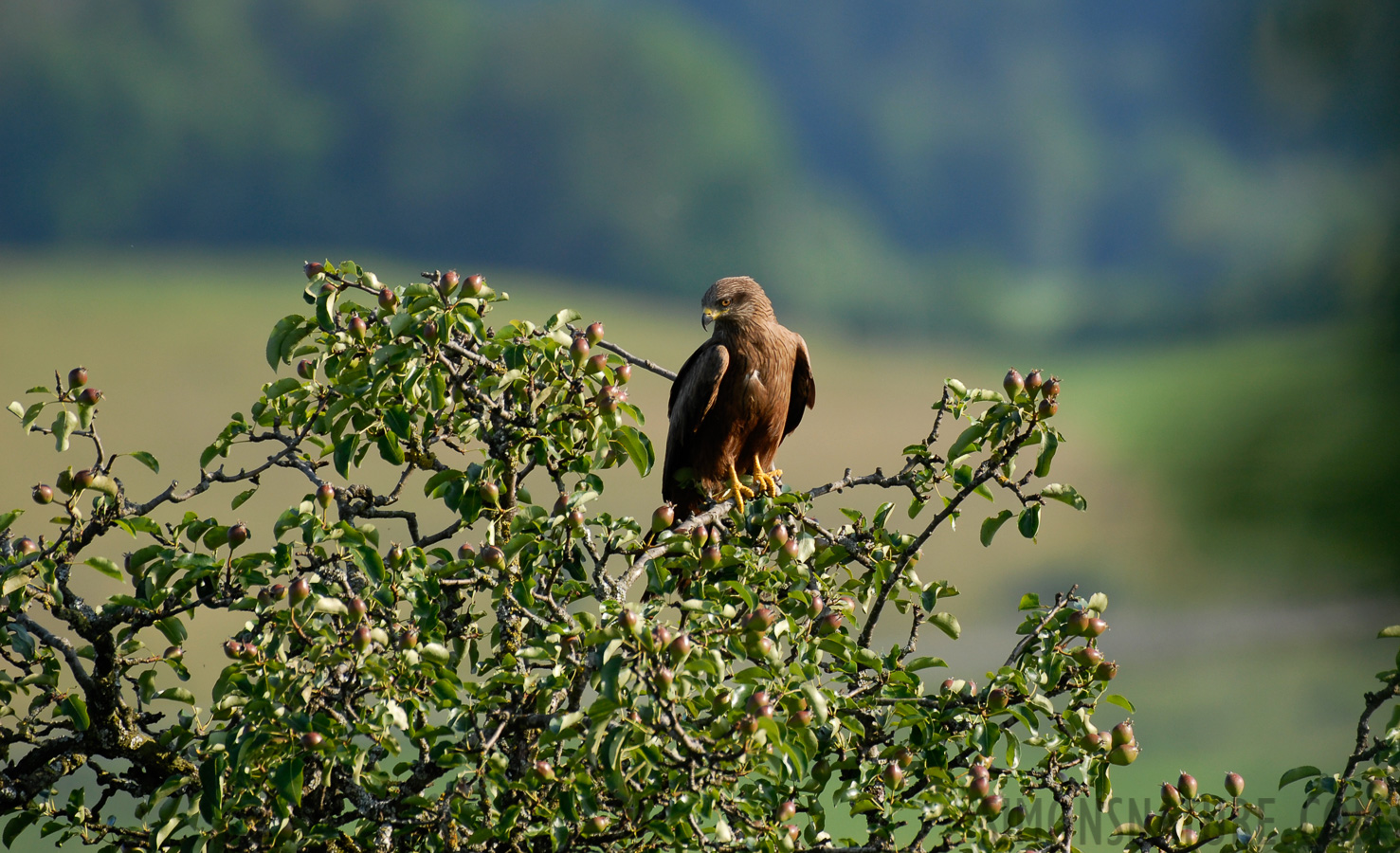 Milvus migrans migrans [400 mm, 1/400 Sek. bei f / 4.5, ISO 200]