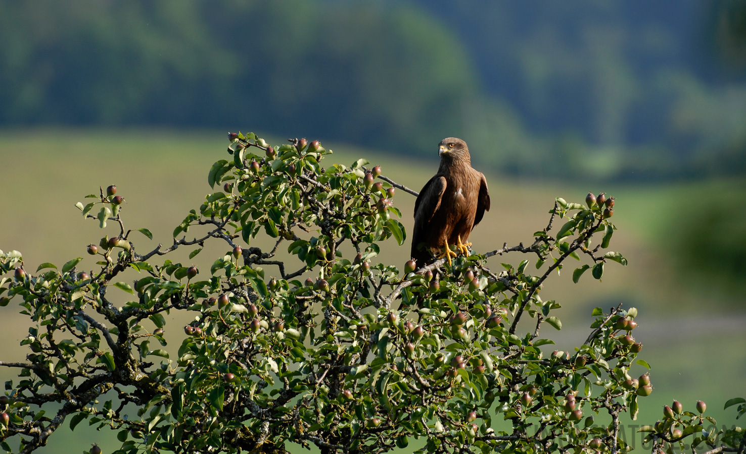 Milvus migrans migrans [400 mm, 1/320 sec at f / 5.6, ISO 200]