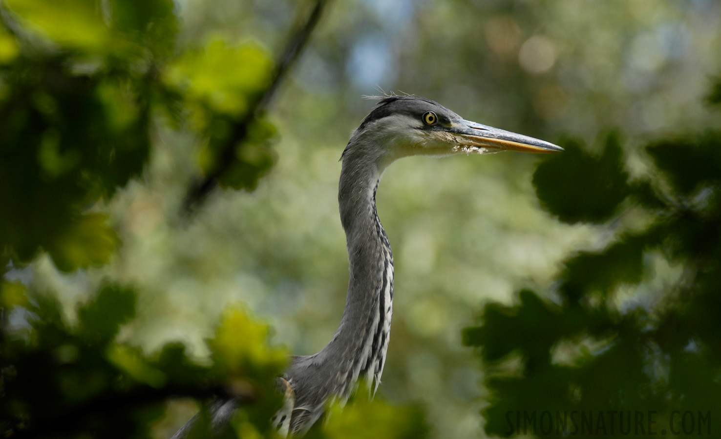 Ardea cinerea cinerea [400 mm, 1/320 Sek. bei f / 6.3, ISO 200]