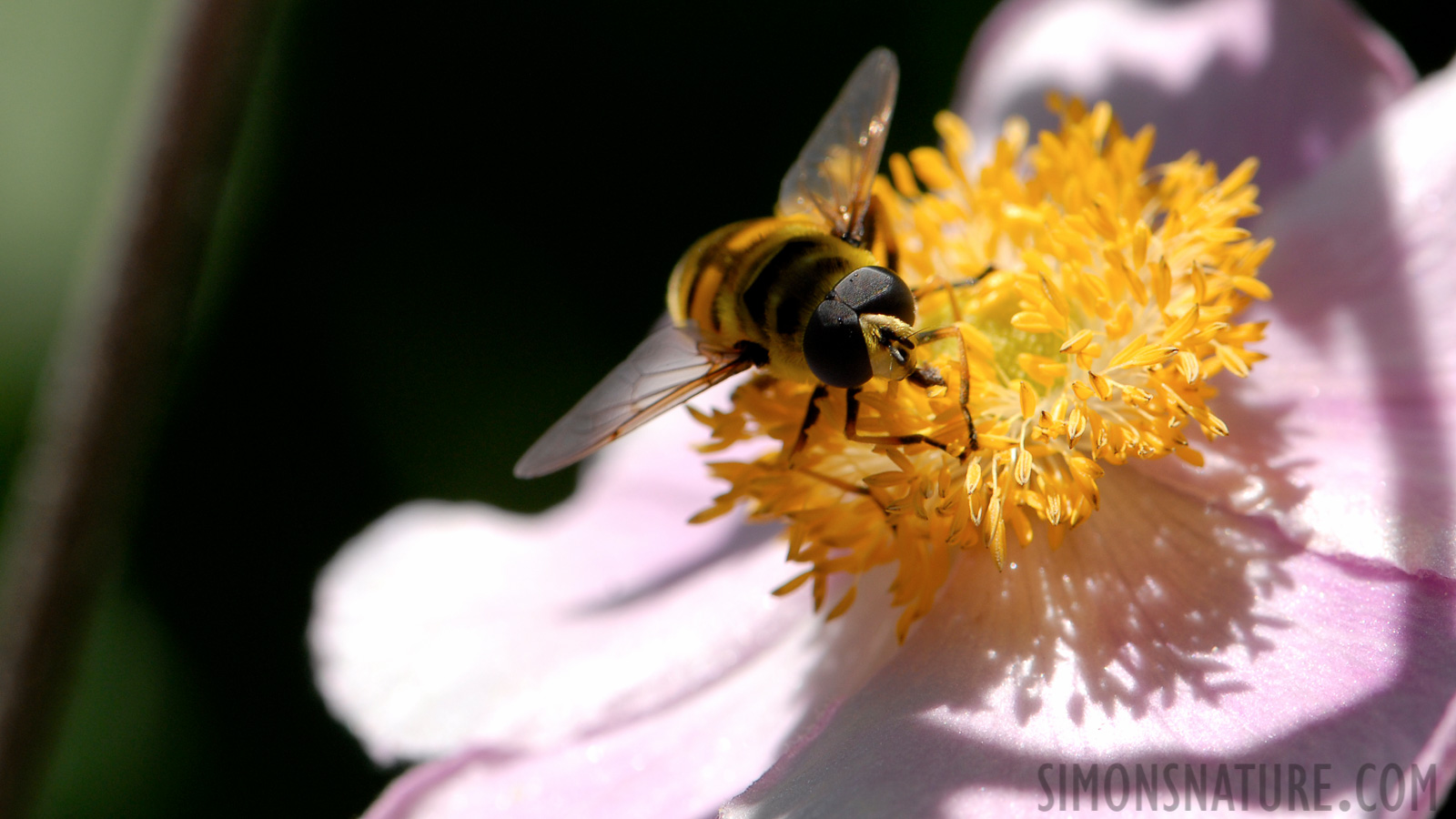 Syrphus ribesii [105 mm, 1/320 Sek. bei f / 10, ISO 200]