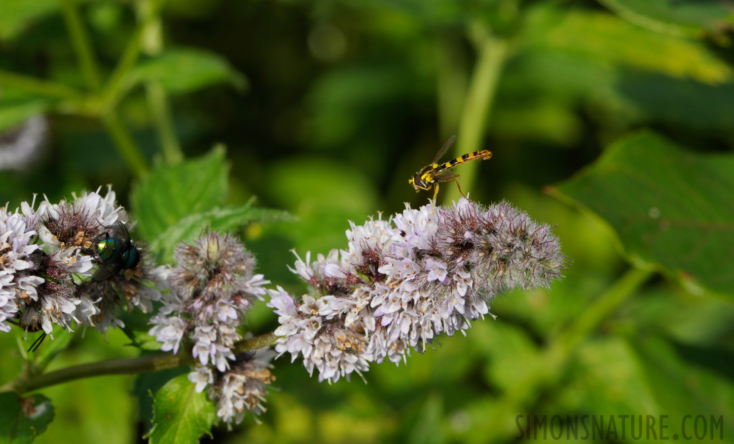 [105 mm, 1/160 sec at f / 20, ISO 400]