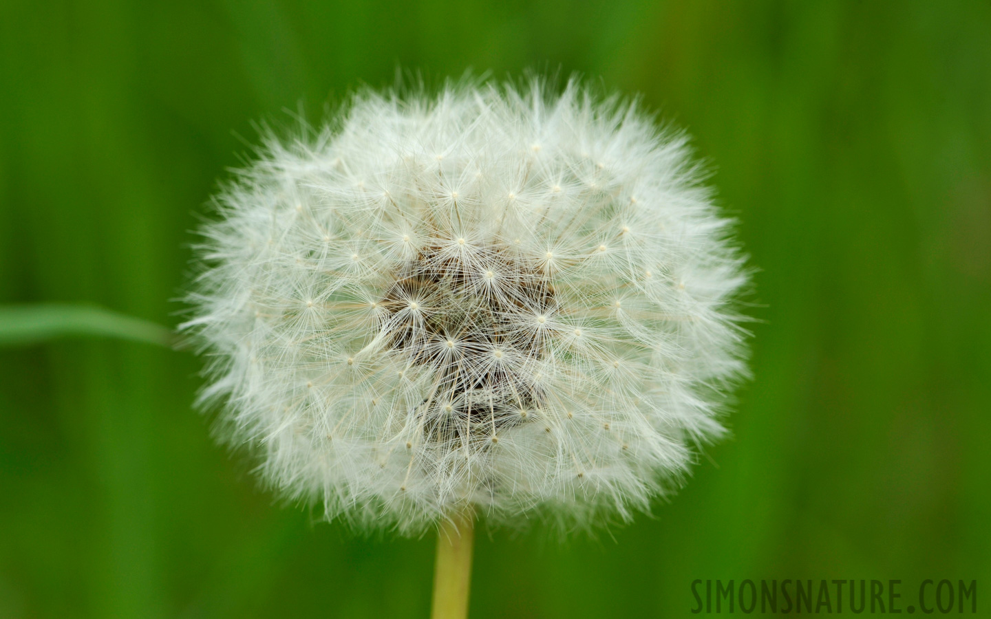 Taraxacum officinale [105 mm, 1/200 sec at f / 14, ISO 400]