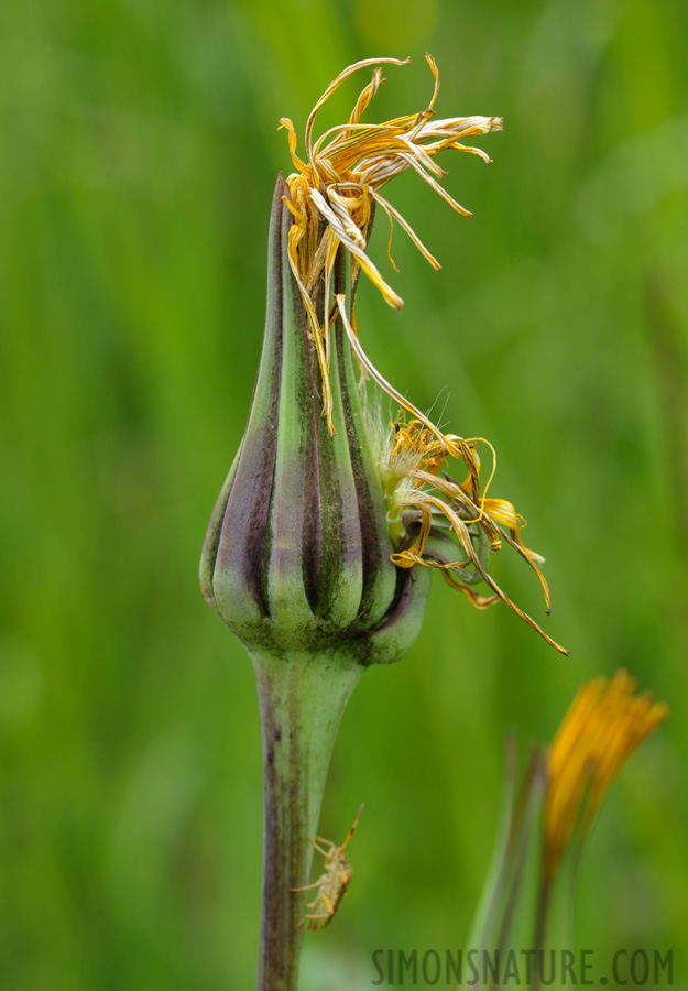 Taraxacum officinale [105 mm, 1/125 Sek. bei f / 13, ISO 400]