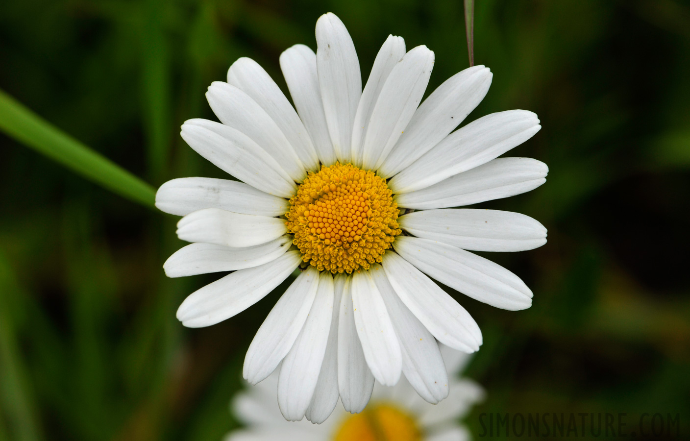 Leucanthemum vulgare [105 mm, 1/500 Sek. bei f / 13, ISO 400]