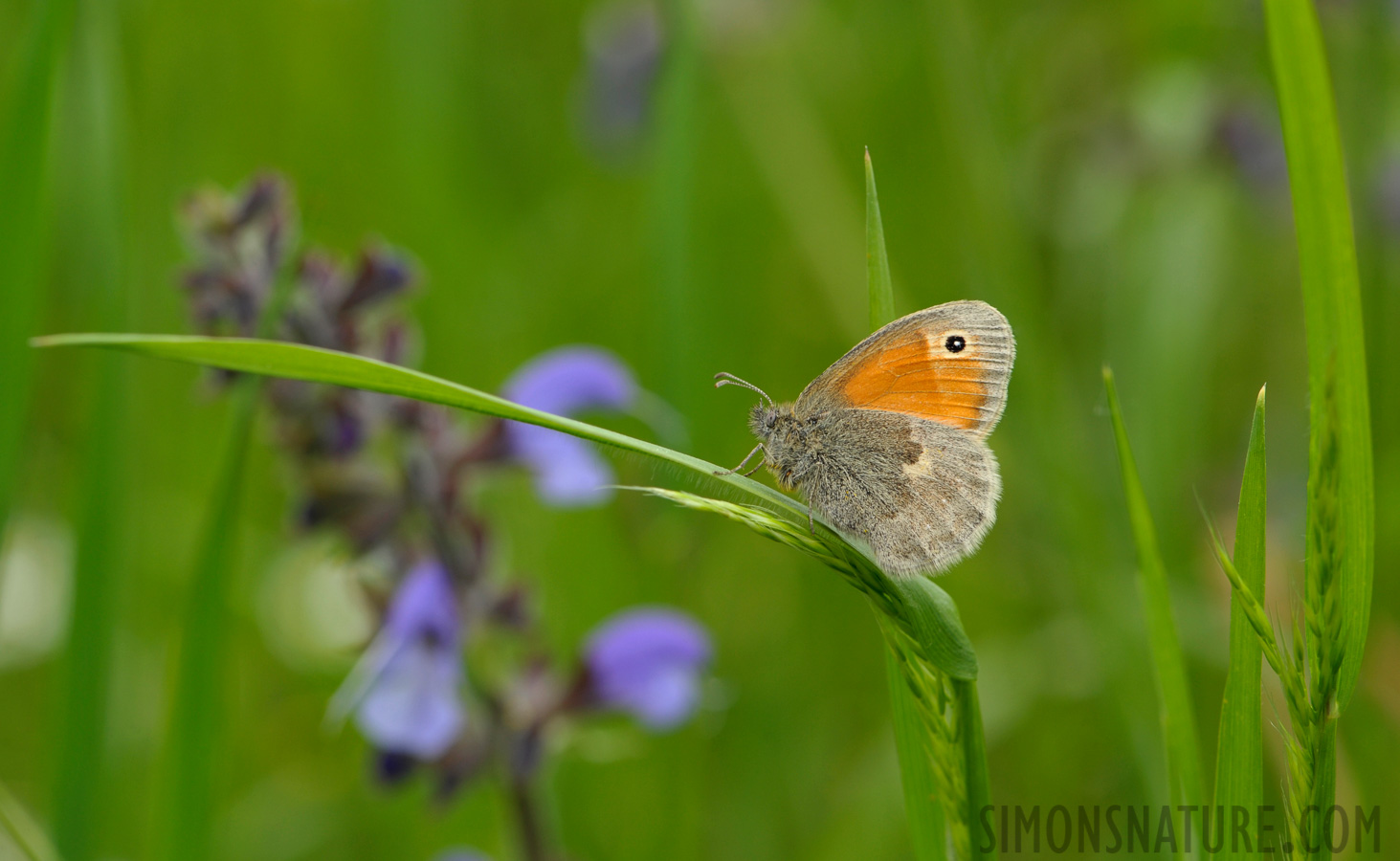 Coenonympha pamphilus [105 mm, 1/160 Sek. bei f / 11, ISO 400]