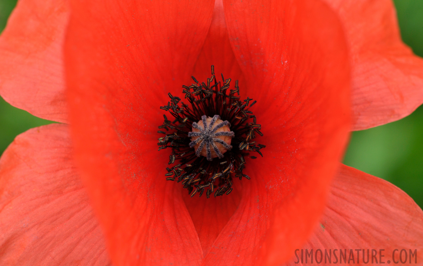 Papaver rhoeas [105 mm, 1/160 sec at f / 13, ISO 400]