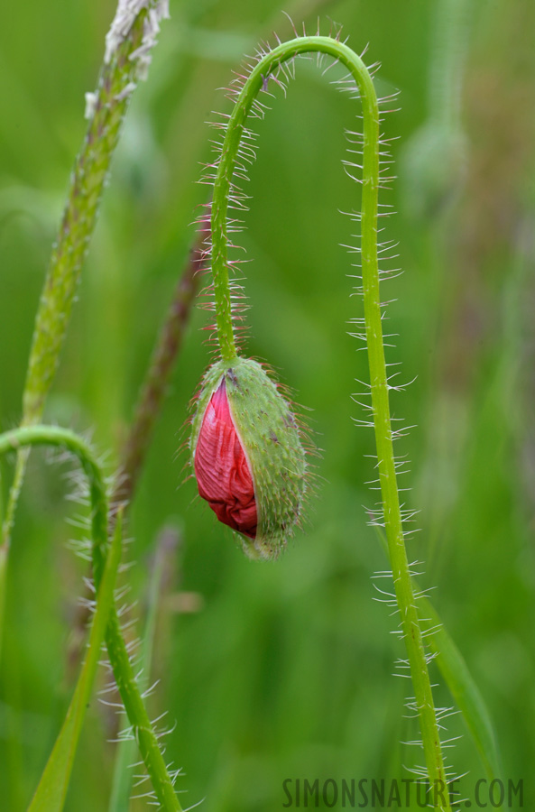 Papaver rhoeas [105 mm, 1/100 sec at f / 13, ISO 400]