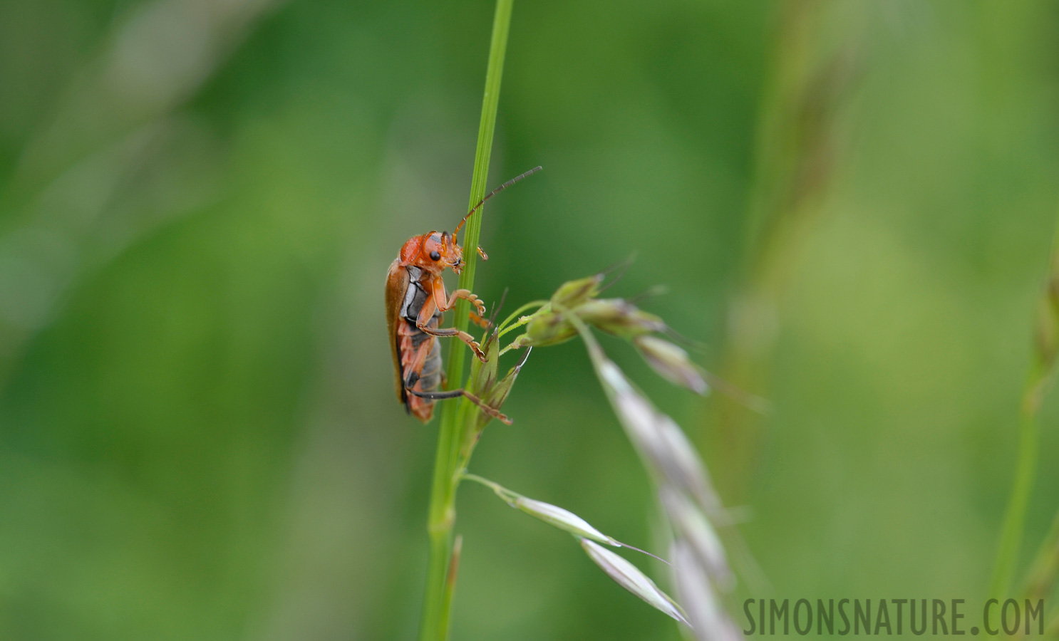 Rhagonycha fulva [105 mm, 1/80 Sek. bei f / 11, ISO 400]