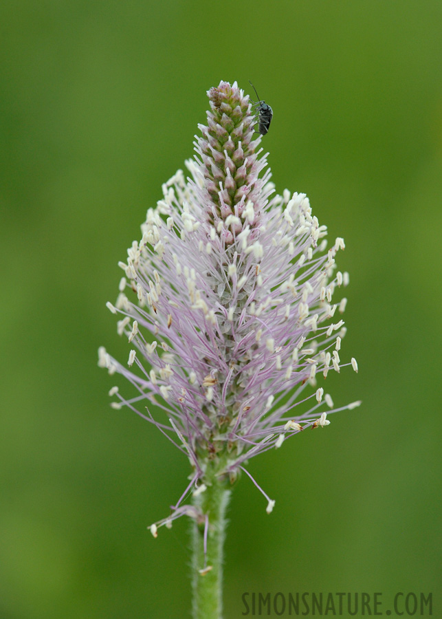 [105 mm, 1/500 Sek. bei f / 8.0, ISO 1600]