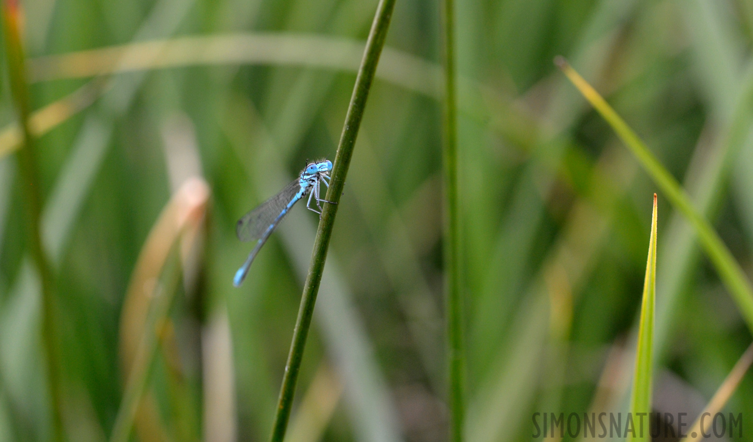 Coenagrion puella [105 mm, 1/125 sec at f / 8.0, ISO 1600]