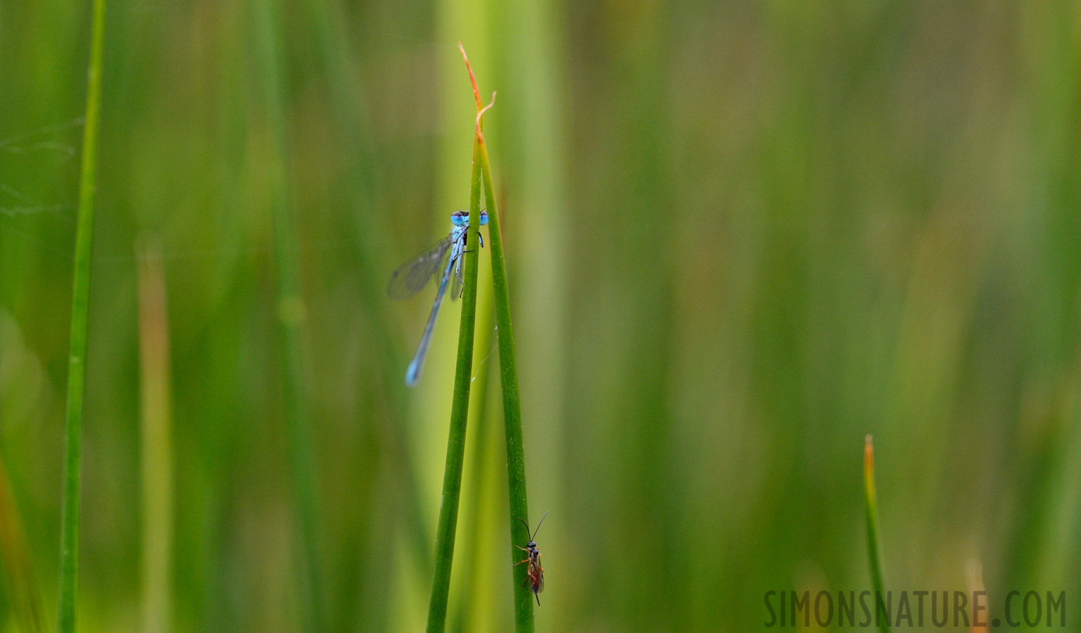 Coenagrion puella [105 mm, 1/250 sec at f / 8.0, ISO 1600]