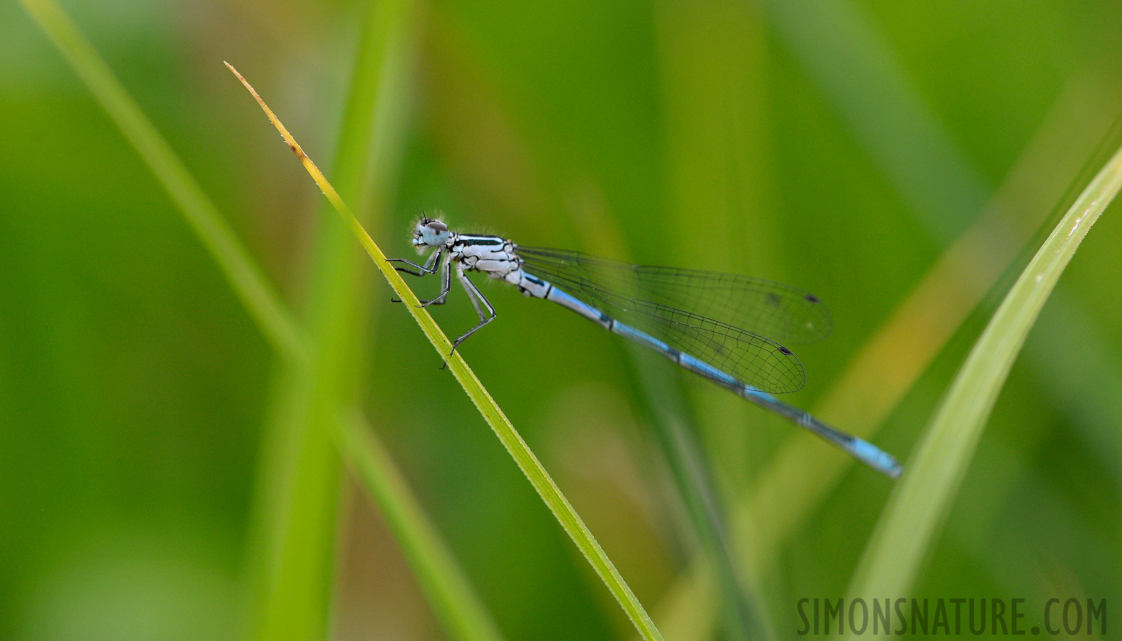 Coenagrion puella [105 mm, 1/320 Sek. bei f / 8.0, ISO 1600]