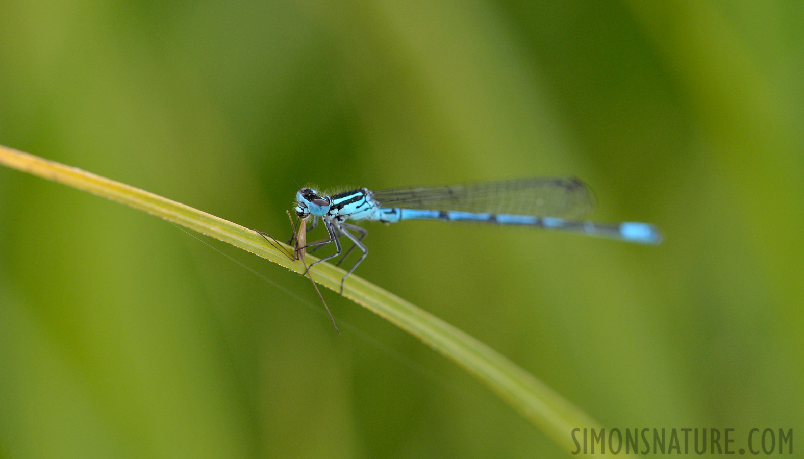 Coenagrion puella [105 mm, 1/400 Sek. bei f / 8.0, ISO 1600]