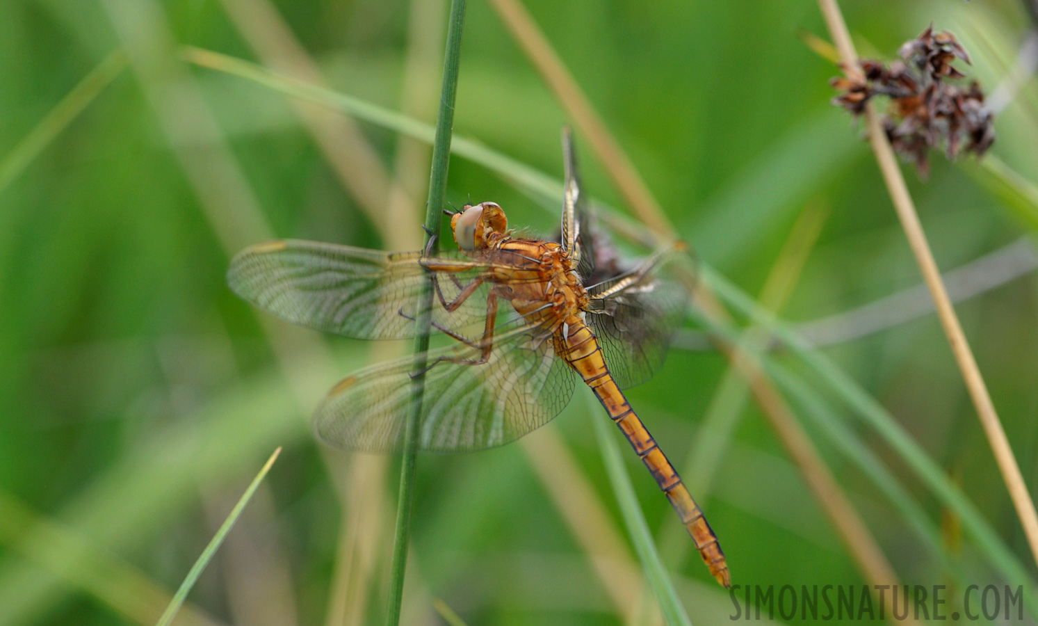 Orthetrum coerulescens [105 mm, 1/500 sec at f / 8.0, ISO 800]