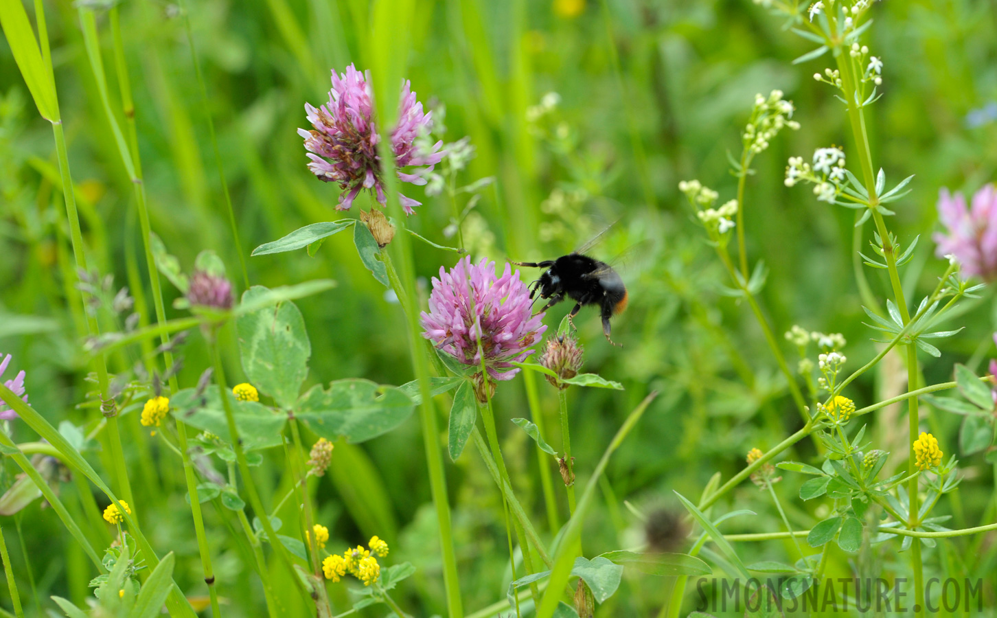 Bombus lapidarius [105 mm, 1/640 sec at f / 8.0, ISO 800]