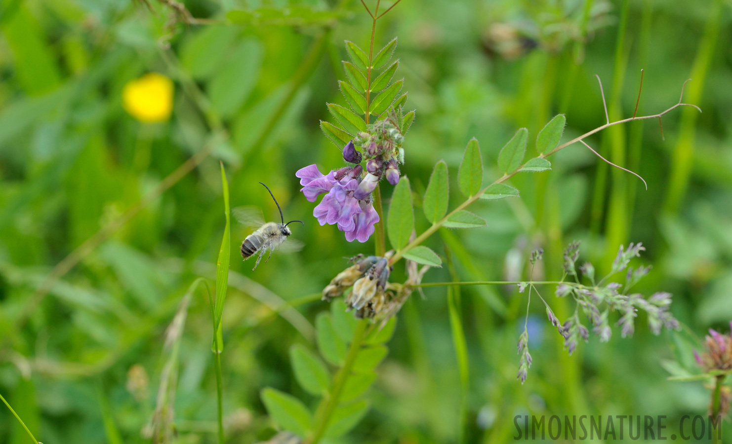 Eucera nigrescens [105 mm, 1/640 Sek. bei f / 8.0, ISO 800]