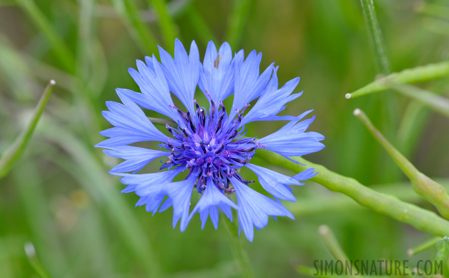 Centaurea cyanus [105 mm, 1/125 sec at f / 11, ISO 800]