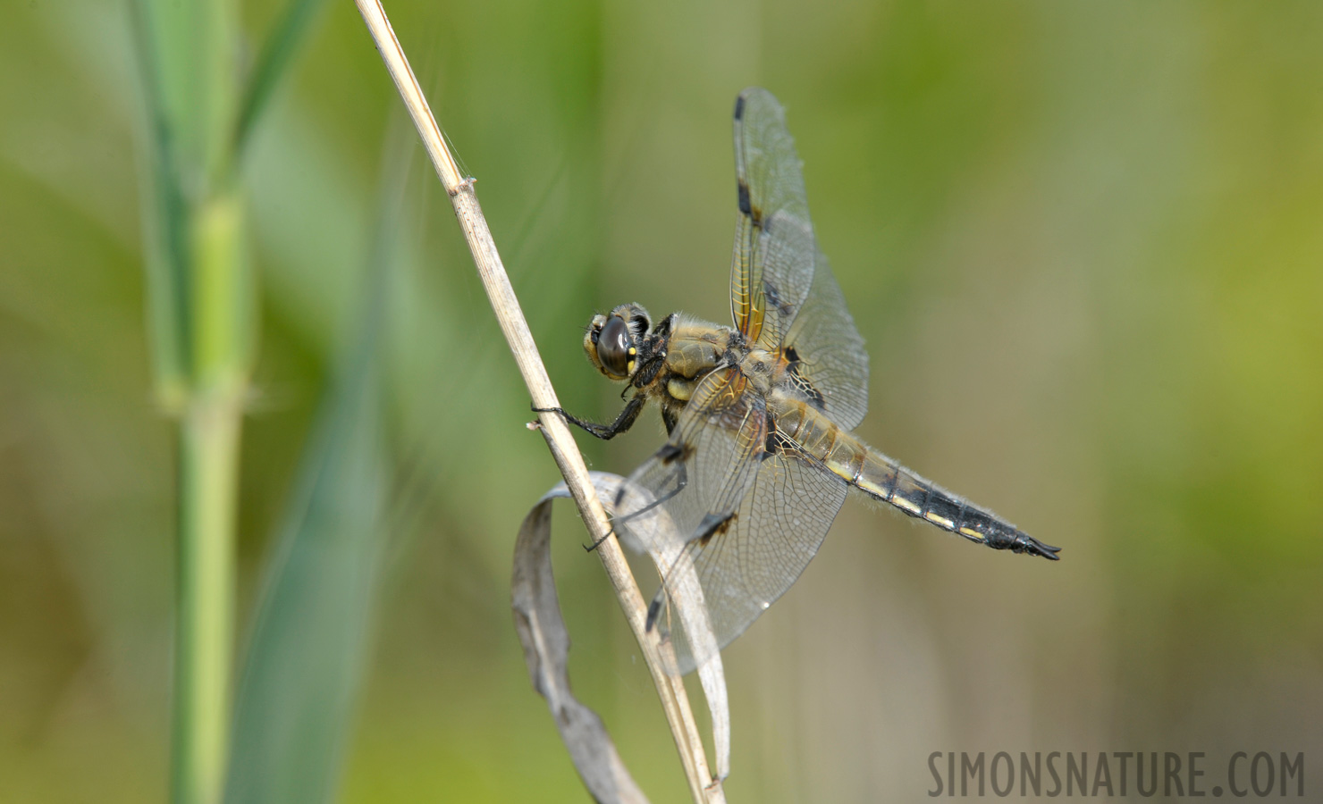 Libellula quadrimaculata [550 mm, 1/200 Sek. bei f / 11, ISO 400]