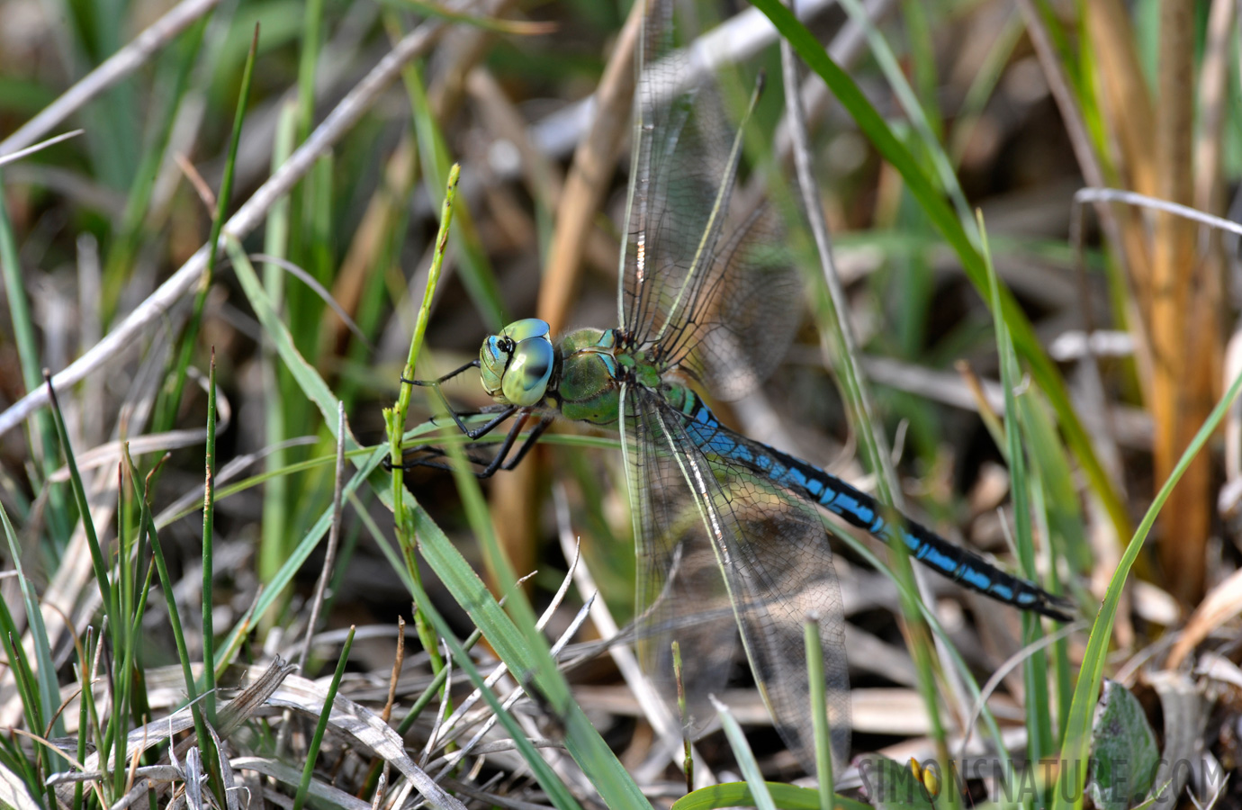 Anax imperator [550 mm, 1/125 Sek. bei f / 11, ISO 400]
