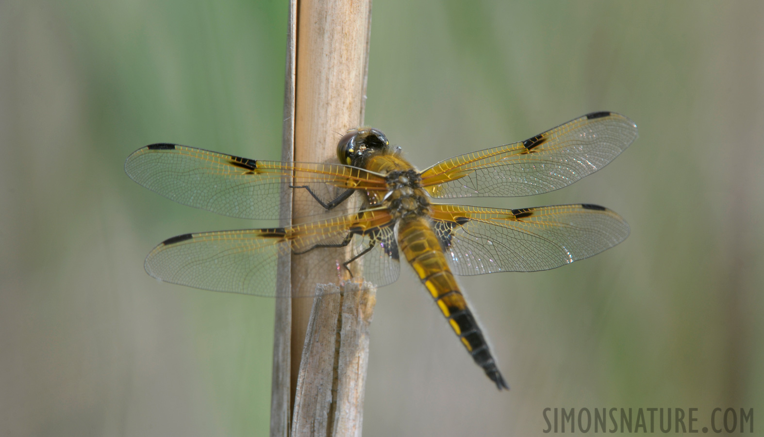 Libellula quadrimaculata [550 mm, 1/200 Sek. bei f / 11, ISO 400]